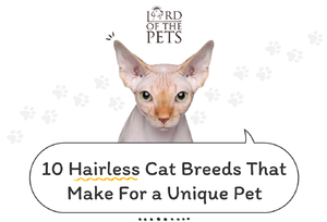 Feeling Feline Fabulous: Exploring the World of Hairless Cat Breeds!