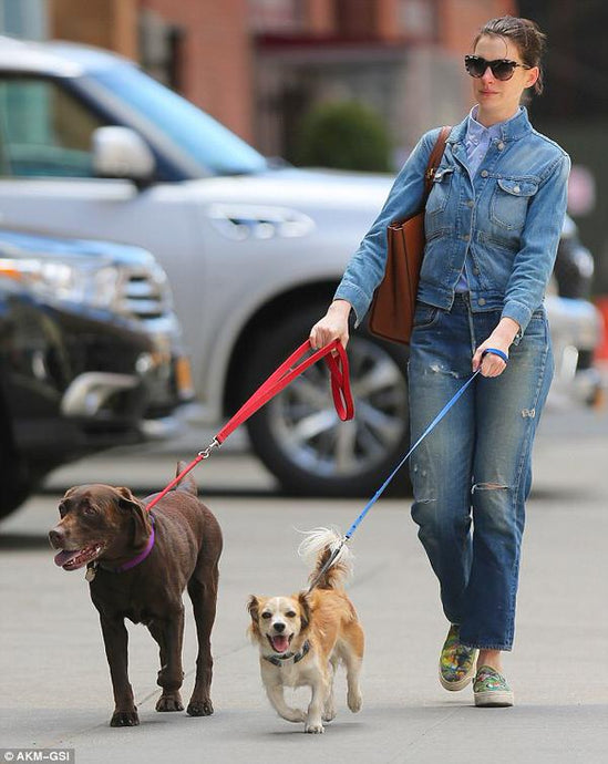 Anne Hathaway Dogs