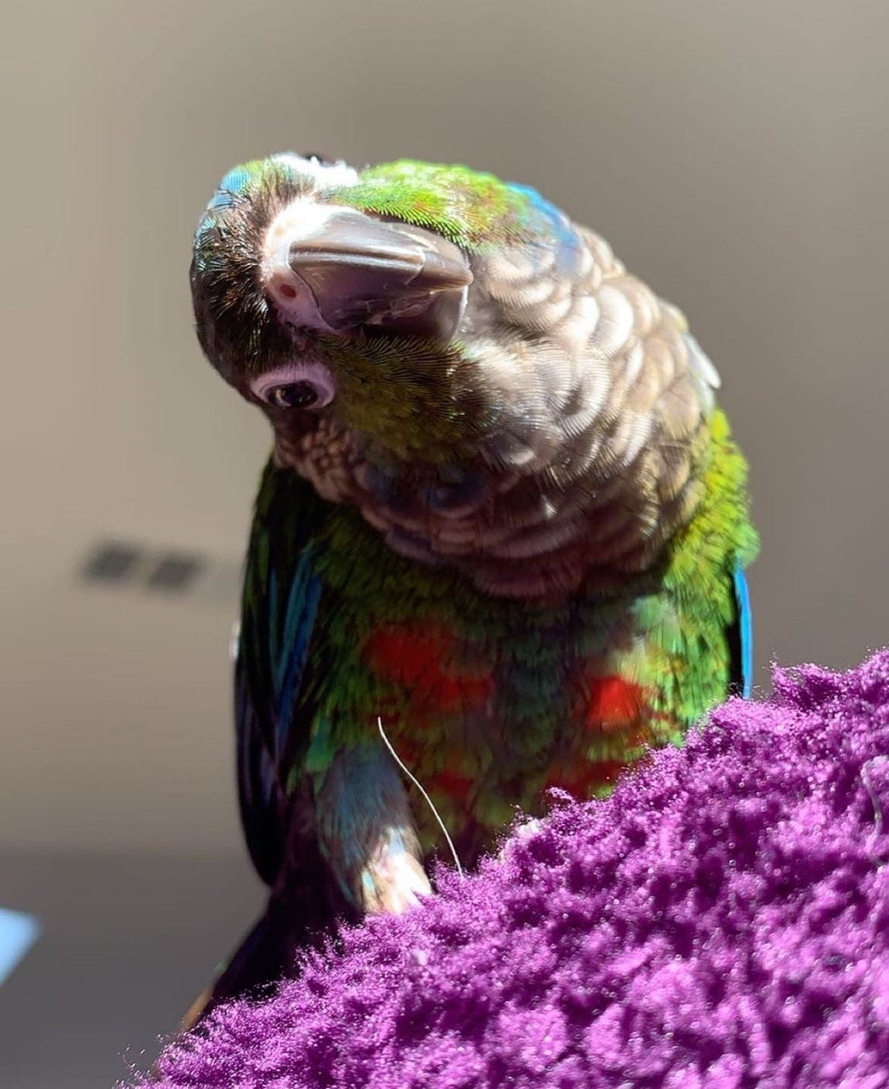 Jaiden Animations Birds Lord Of The Pets