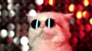 Clawing for Attention: Instagrams Top Cat Influencers
