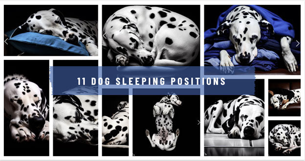 THE LANGUAGE OF SLEEP: EXPLORING DOG SLEEPING POSITIONS & WHAT THEY MEAN