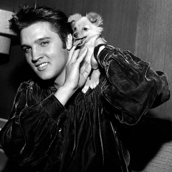 Elvis Presley Pets – Lord Of The Pets