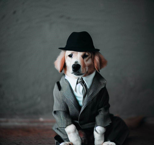 Sssniperwolf Dogs – Lord Of The Pets