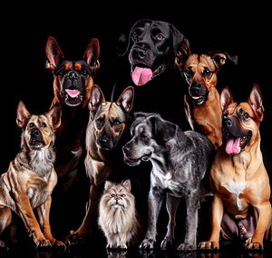 Rare Dog Breeds You’ve Probably Never Heard Of: Discover Unique Canines