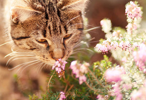 Paws Off! These Toxic Plants For Cats Are a BIG No!