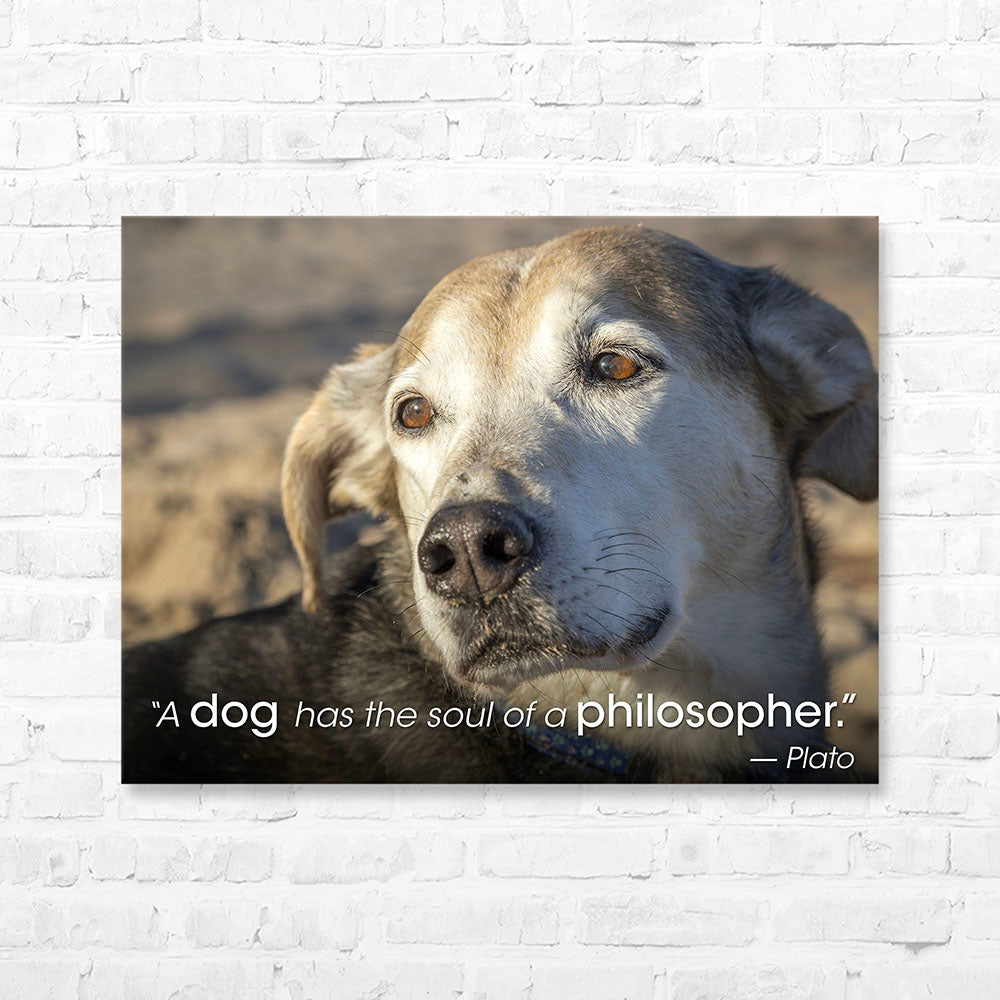 Dog Quote Canvas Wrap - “A dog has the...