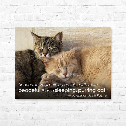 Cat Quote Canvas Wrap - “Indeed, there is nothing...