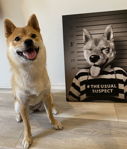 The Usual Suspect - Gangster Mugshot Inspired Custom Pet Portrait Canvas